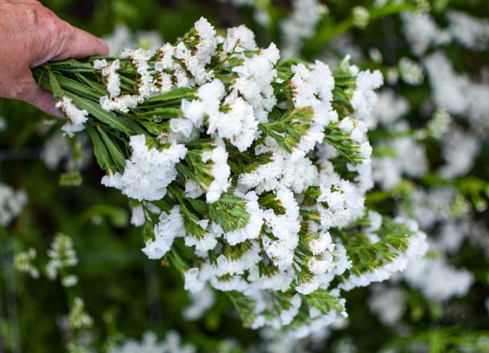 white white flower seeds
