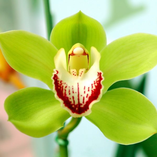 Cymbidium Orchid Flower Seeds for Planting, 100 pcs