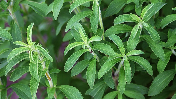 Stevia Plantefrø til sødemiddel og havebrug 100 stk