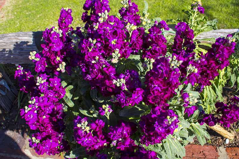 Matthiola Incana Deep Purple Blomsterfrø til udplantning - 100 stk