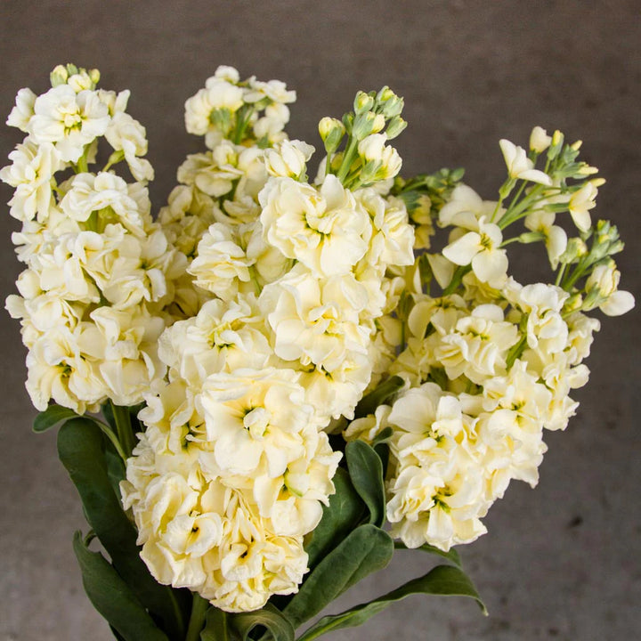 Matthiola Incana Seeds for Planting – Organic, Heirloom, Non-GMO Flower Seeds, High Germination