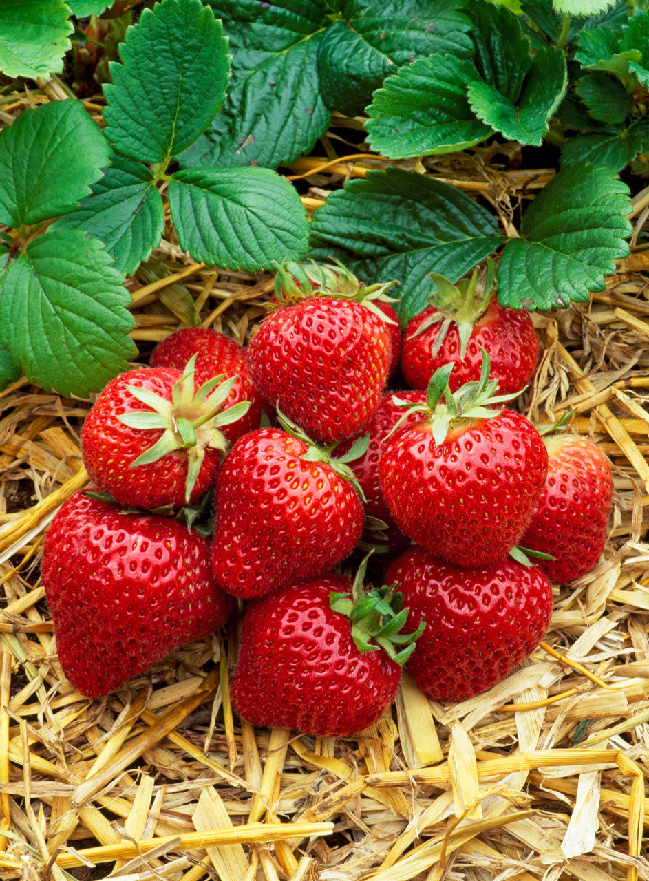 Albion Strawberry Fruit Seeds for Planting – High-Yield, Sweet Berries, Heirloom, High Germination, Non-GMO Organic Garden Seeds