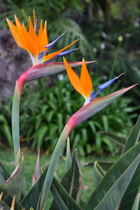 Dyb orange Strelitzia Reginae Plantefrø 100 stk