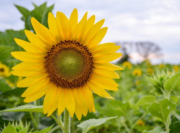 Fresh Sunflower Seeds for Planting, Yellow 100 pcs