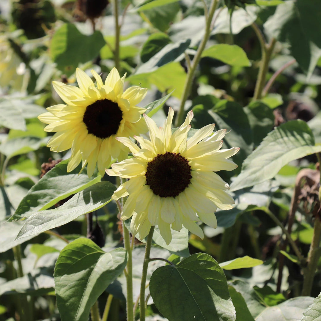 sunflower buttercream flower seeds