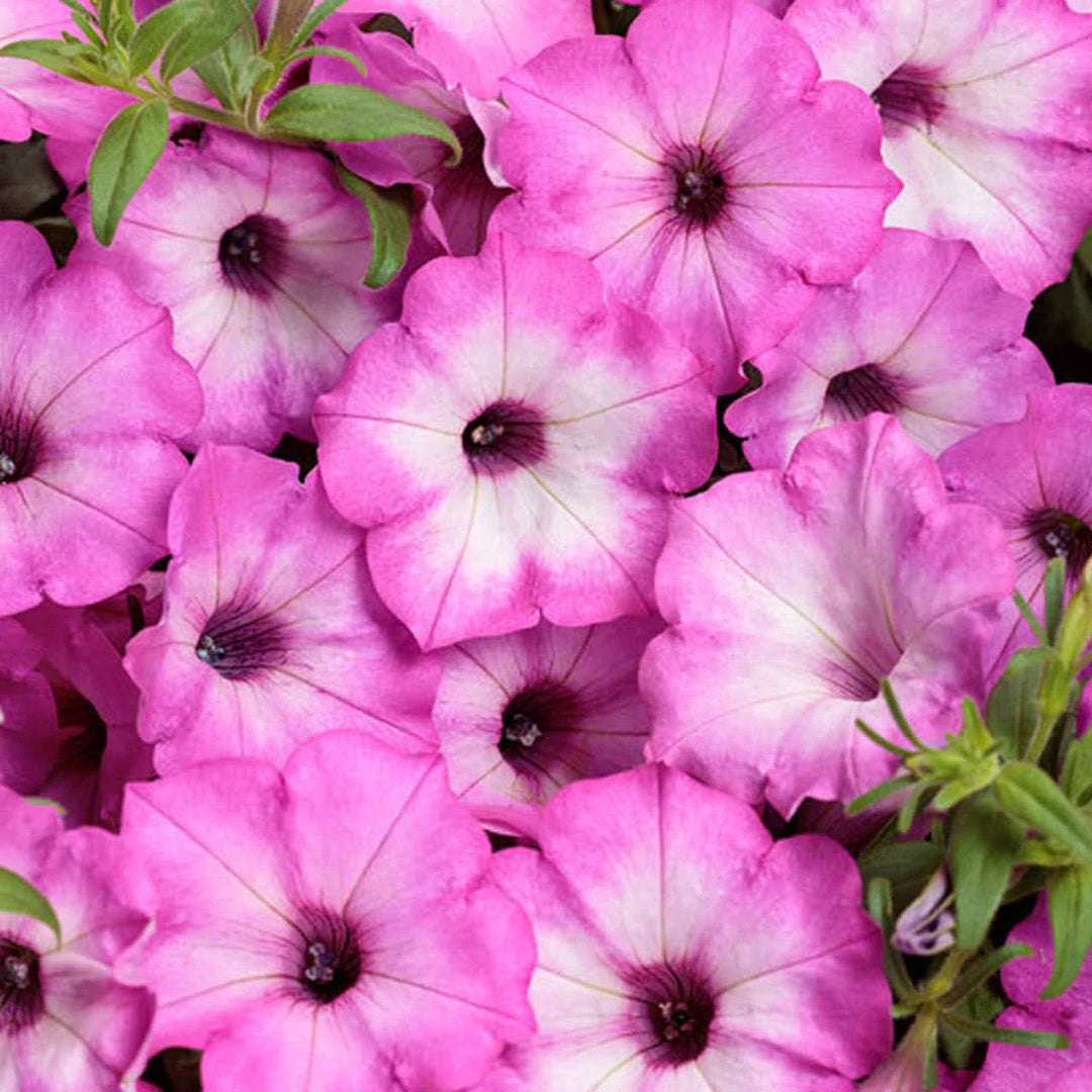 petunia rare flower seeds