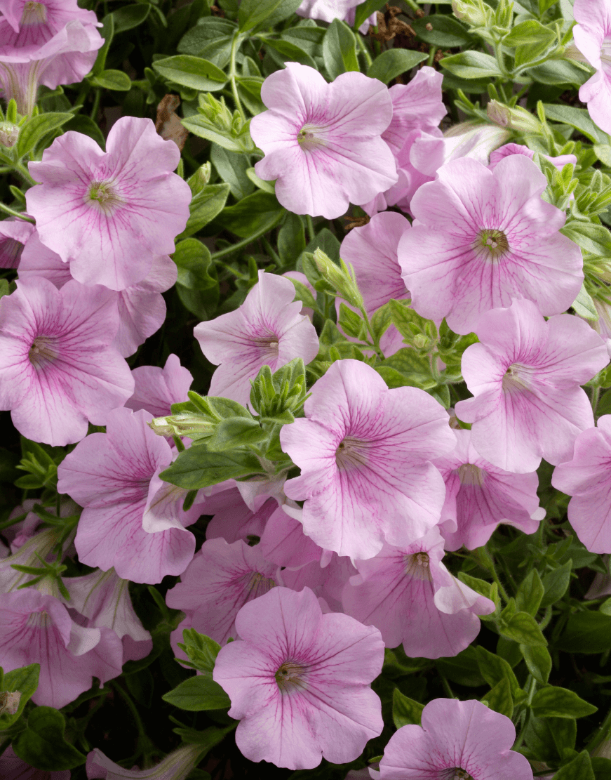 Petunia Flower Seeds for Planting Light Pink 100 pcs