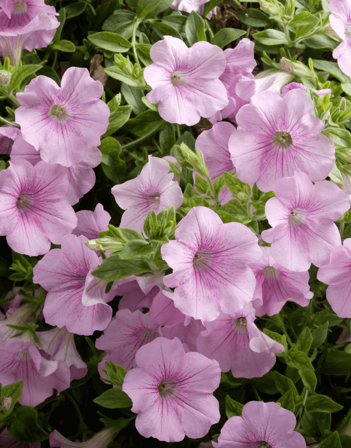 Petunia Flower Seeds for Planting Light Pink 100 pcs