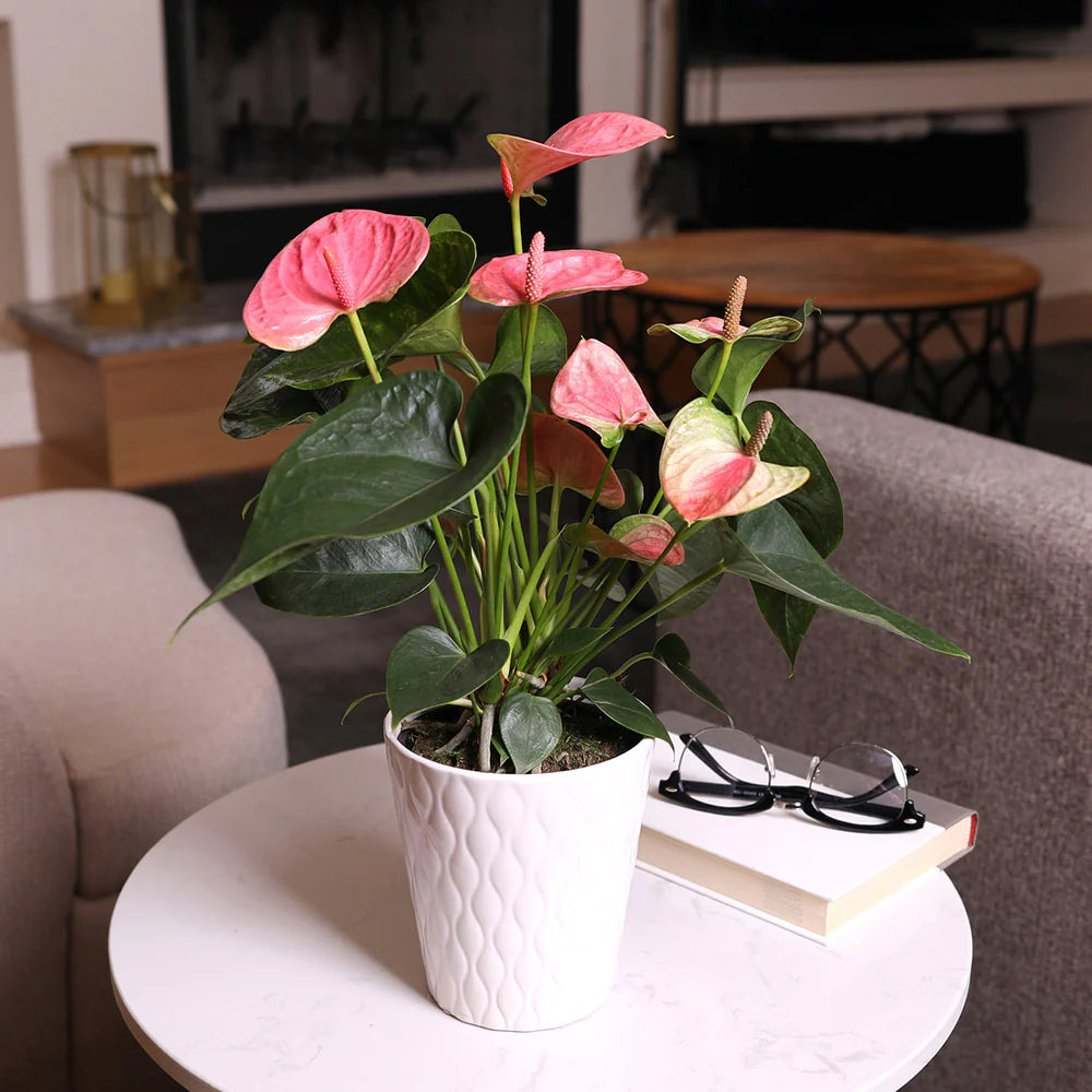 Anthurium Lyserøde blomsterfrø til plantning 100 stk