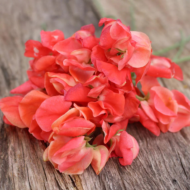 Orange Sweet Pea Flower Seeds for Planting – Heirloom, Non-GMO, High Germination Climbing Garden Seeds