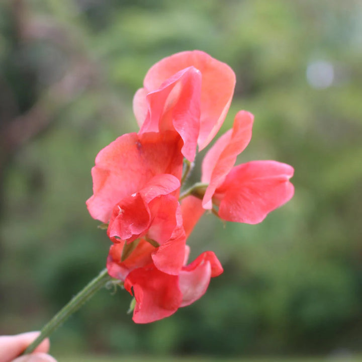 Orange Sweet Pea Flower Seeds for Planting – Heirloom, Non-GMO, High Germination Climbing Garden Seeds