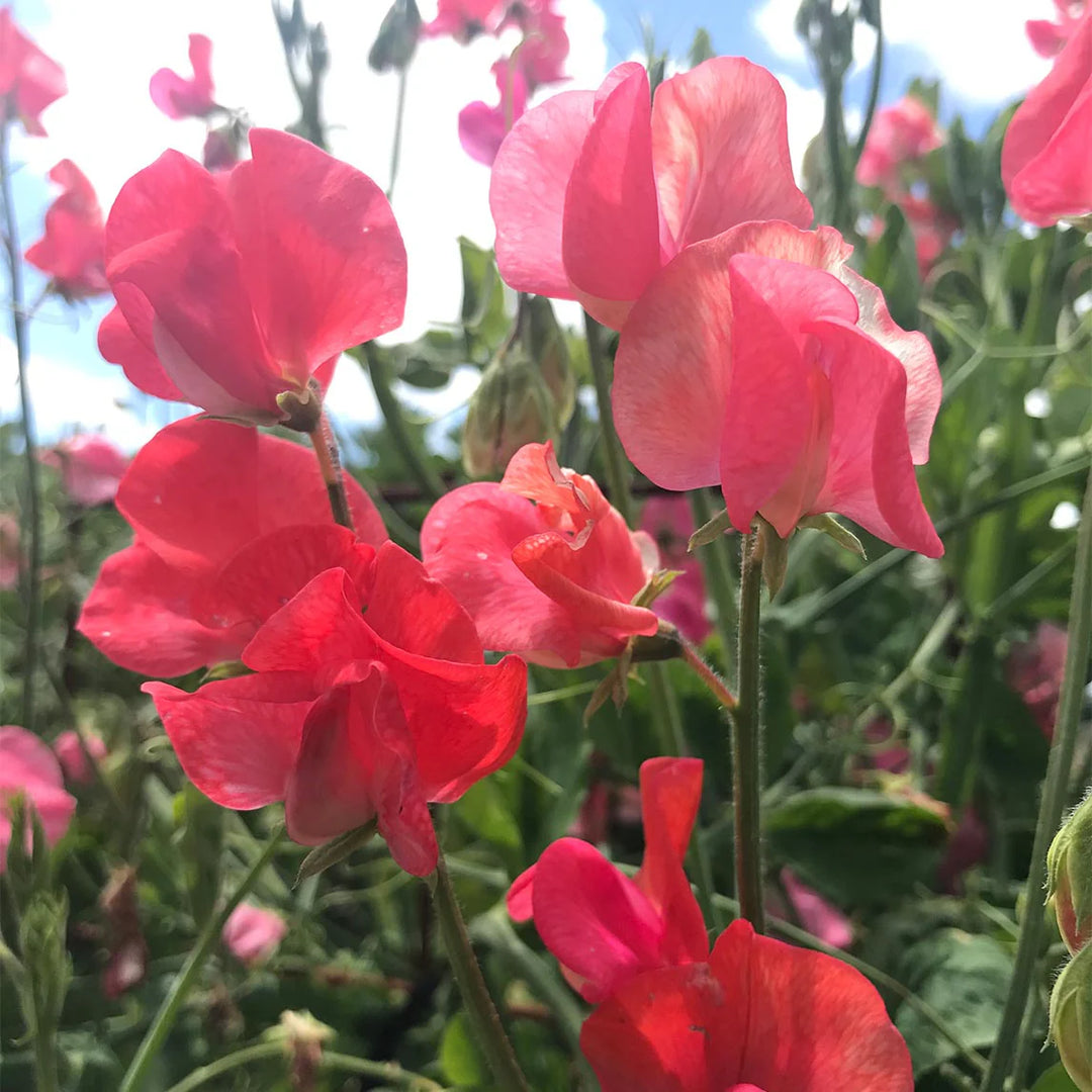 Orange Sweet Pea Flower Seeds for Planting – Heirloom, Non-GMO, High Germination Climbing Garden Seeds