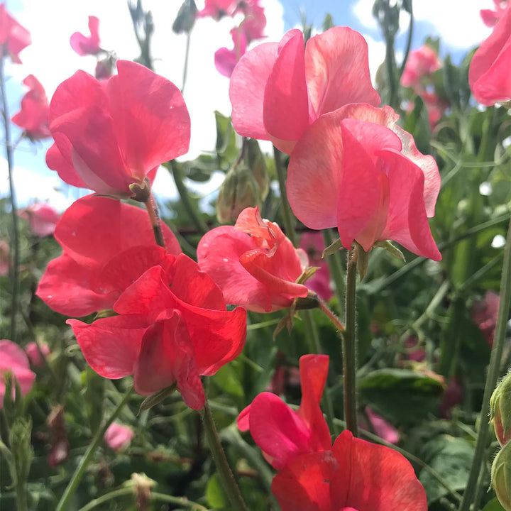 Orange Sweet Pea Flower Seeds for Planting – Heirloom, Non-GMO, High Germination Climbing Garden Seeds
