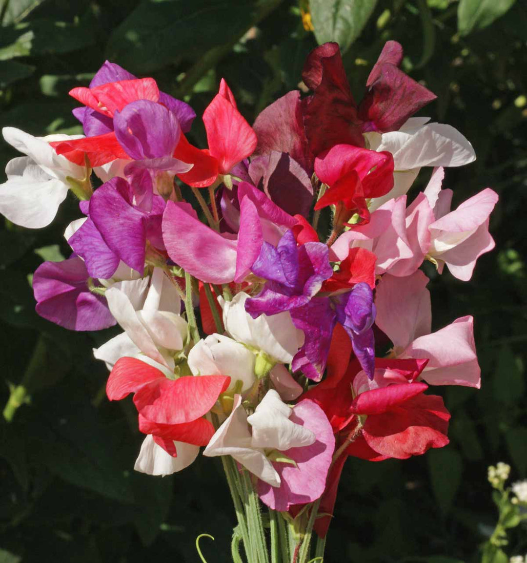 royal sweet flower seeds