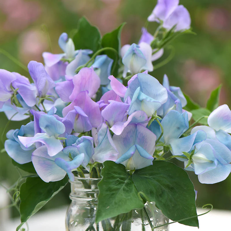 Sweet Pea 'Turquoise Lagoon' Flower Seeds for Planting – Fragrant Heirloom Non-GMO Garden Seeds