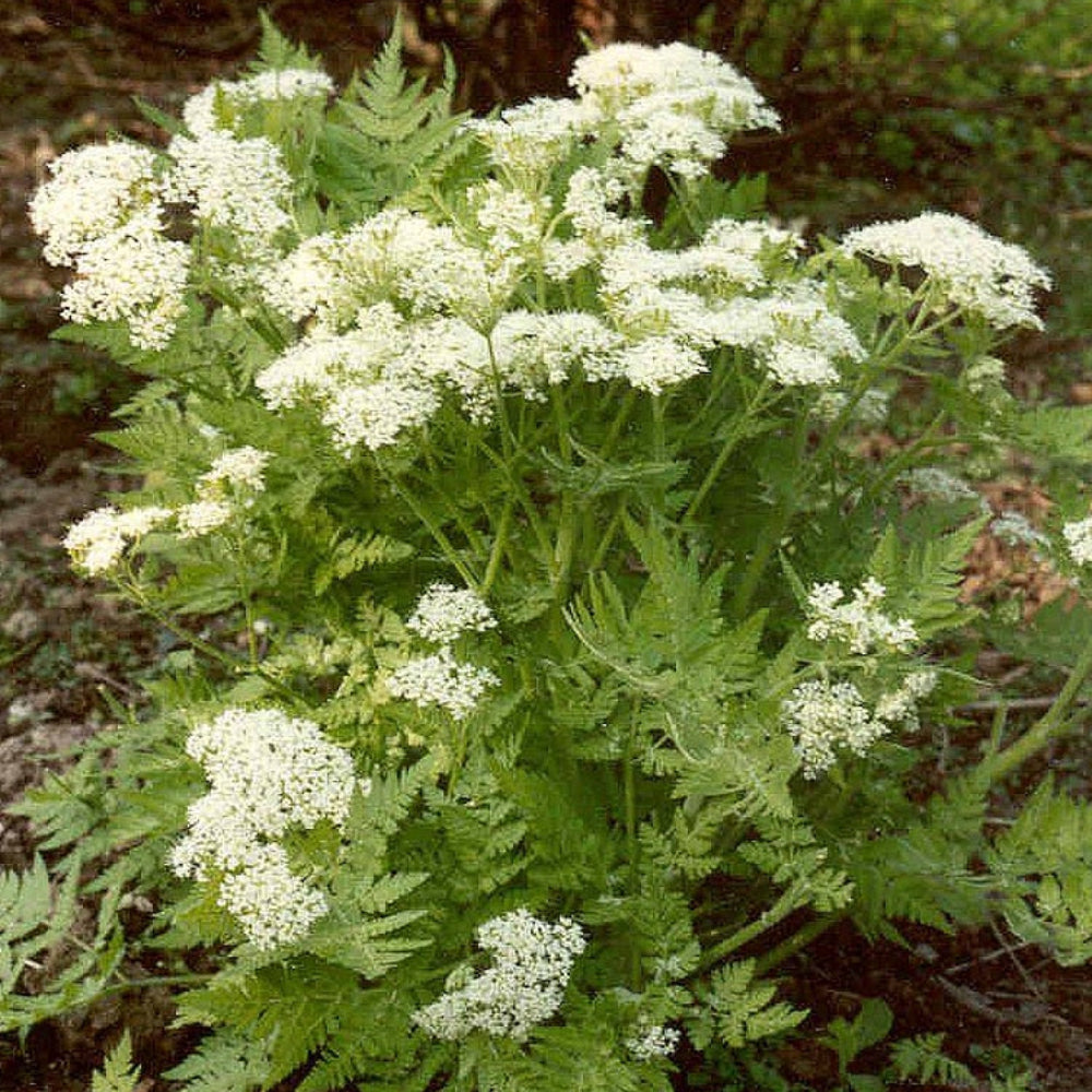 myrrhis odorata flower seeds