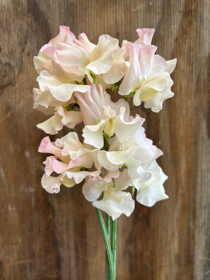 Sweet Pea 'Piggy Sue' Flower Seeds – Heirloom, Non-GMO, High Germination Fragrant Blooms for Garden Planting