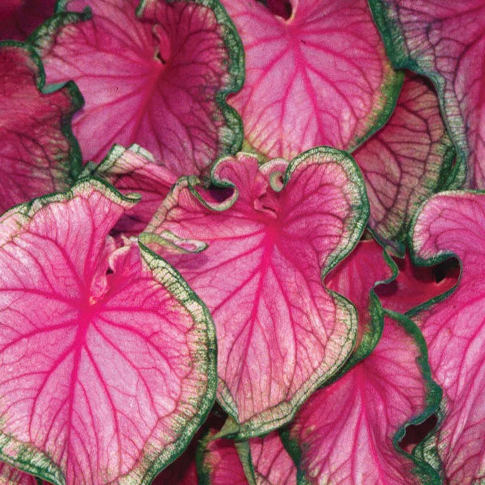 Caladium Bicolor Deep Pink Flower Seeds for Planting 100 pcs