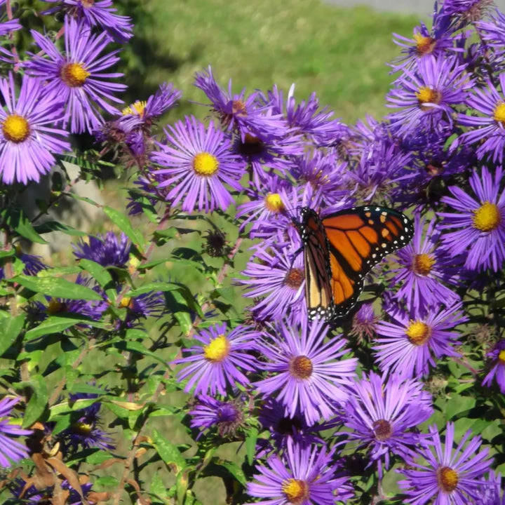 Novae Angliae Purple Flower Seeds – Organic, Heirloom, Non-GMO Seeds for Planting