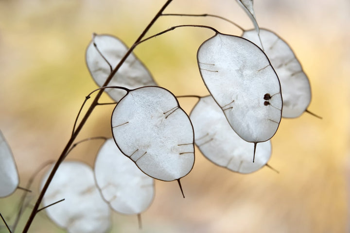 Heirloom Lunaria Plant Seeds, Non-GMO Decorative Silver Dollar Blooms for Garden Planting