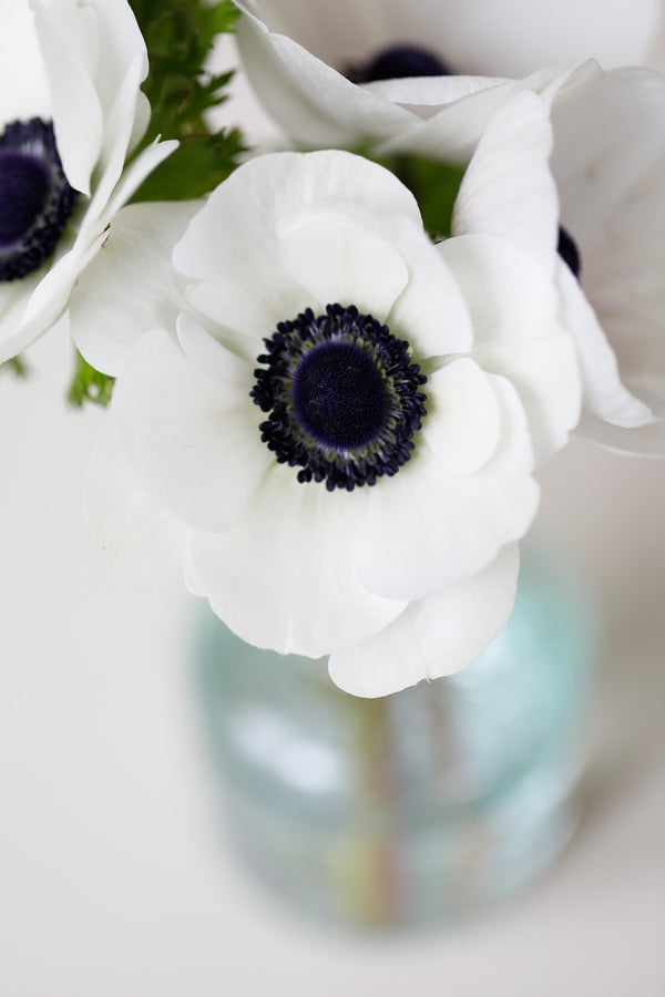Anemone Flower Heirloom Non-GMO Anemone Flower Seeds for Planting – Colorful Blooms for Spring Garden Displaysfor Planting, Heirloom, Non-GMO, 100 pcs