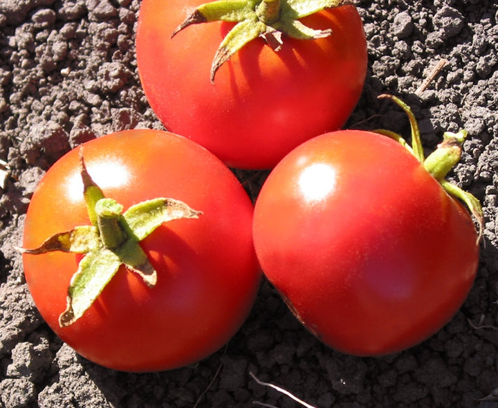 Heirloom Tomato Vegetable Seeds for Planting – Soft Pink Variety, Non-GMO, High Germination Organic Seeds