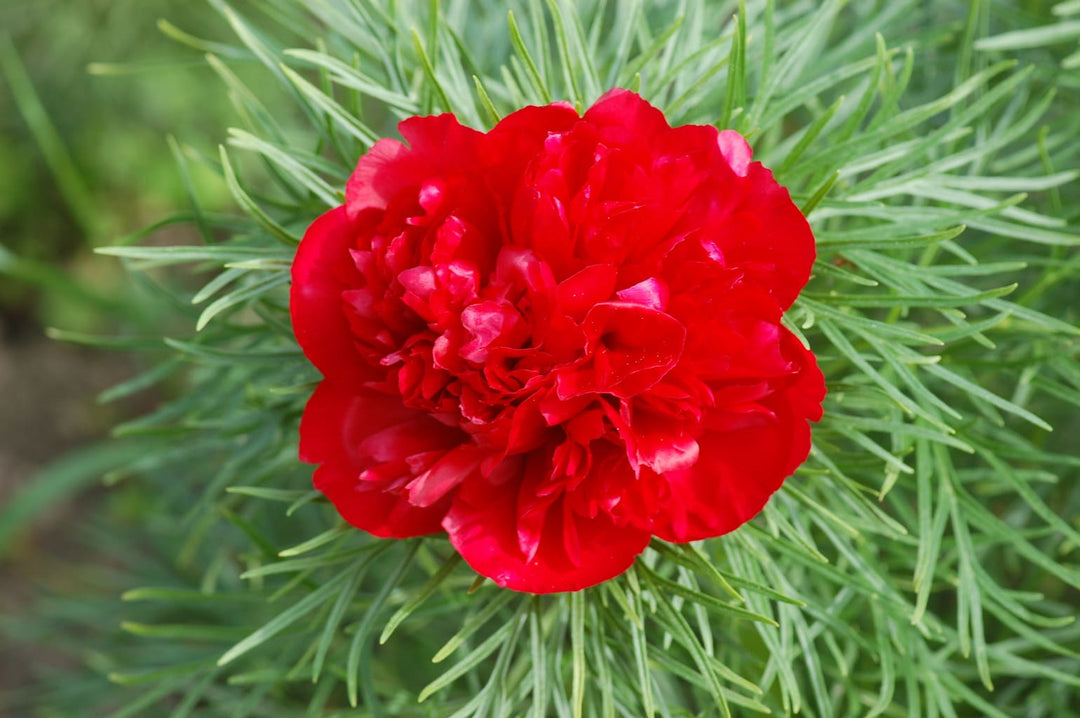 red heirloom flower seeds