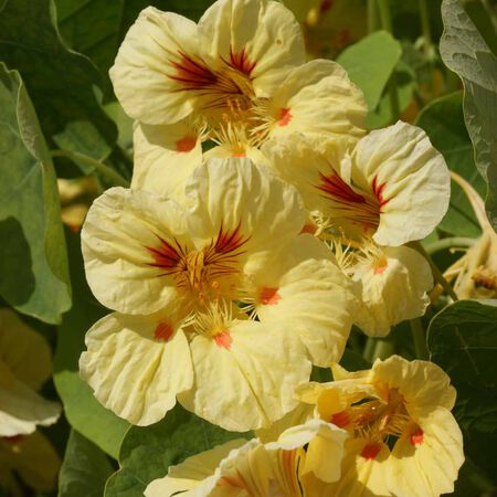 Gul fersken Nasturtium frø til plantning - 100 stk