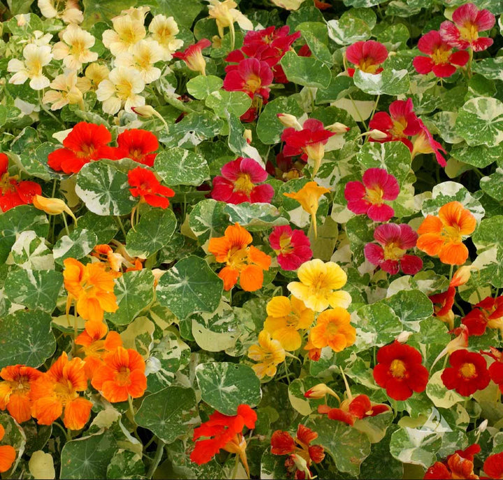 Mixed Nasturtium Flower Seeds for Planting – Heirloom, Non-GMO, High Germination Organic Garden Seeds