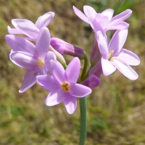 Heirloom Non-GMO Tulbaghia Violacea Flower Seeds for Planting – High Germination Fragrant Organic Garden Seeds