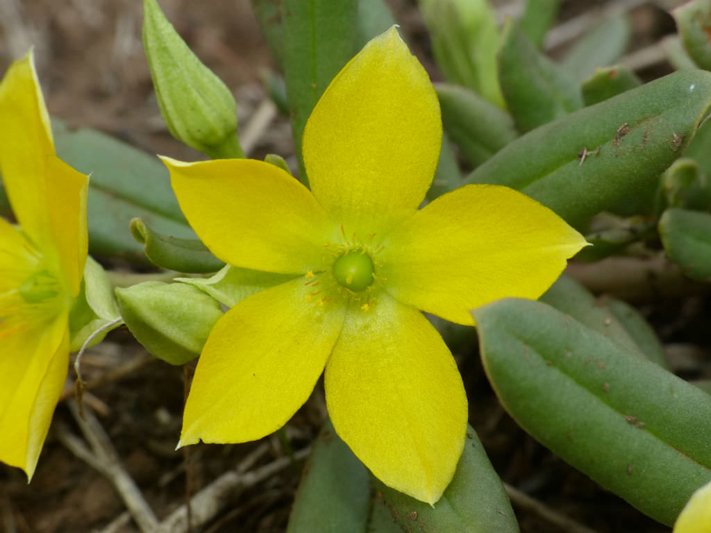 Talinum Caffrum blomsterfrø til udplantning - 100 stk