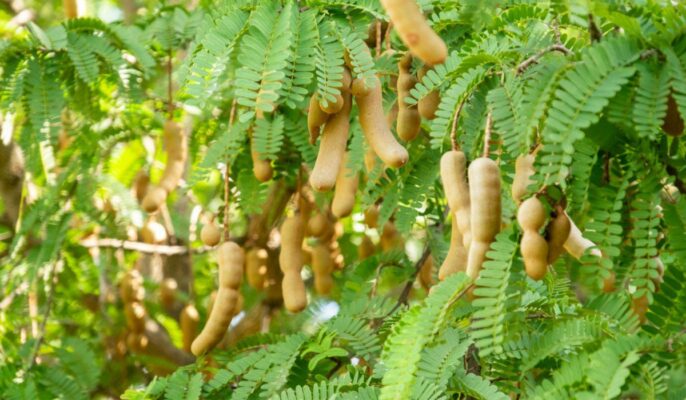 Green Tamarind Tree Seeds for planting- Tropical Tree Seeds - Green Tamarind Tree Seeds for planting- Tropical Tree Seeds 100 pcs