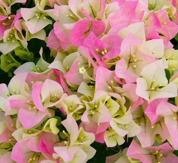 Thai Delight Bougainvillea Flower Seeds for Planting | Heirloom Non-GMO Organic Garden Seeds | High Germination