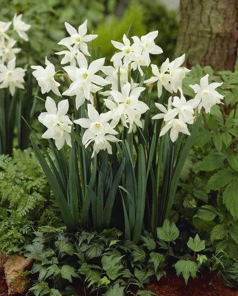 Heirloom Non-GMO Narcissus Flower Seeds for Planting – Spring Bloom Seeds for Vibrant Gardens