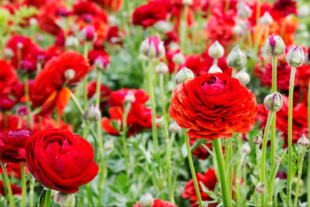 Red Ranunculus Flower Seeds for Planting – Heirloom, Non-GMO, High Germination Organic Garden Seeds
