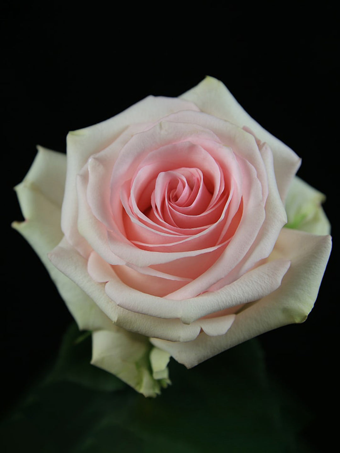 Rose Flower Seeds for Planting Green Pink 100 pcs