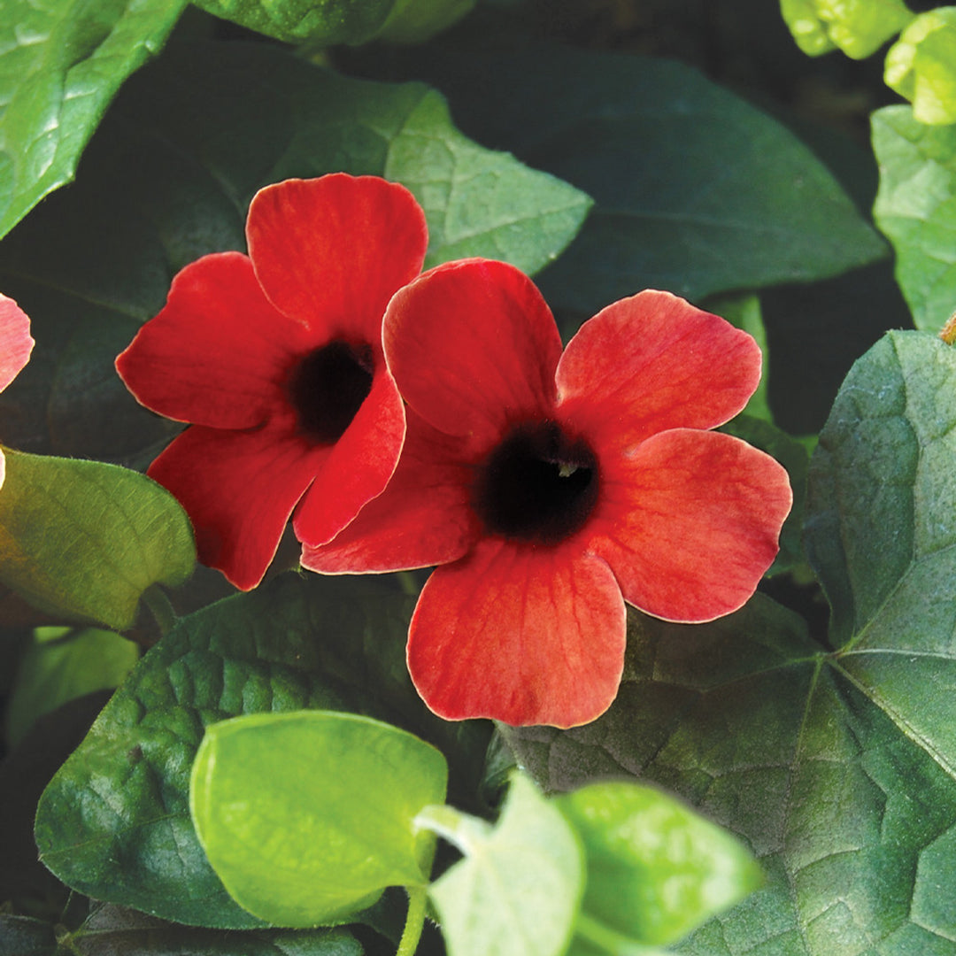 red flower with black seeds Heirloom Red Thunbergia Alata Black-Eyed Susan wildflower seed for planting