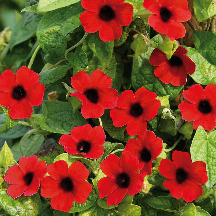 Heirloom Thunbergia Alata Black-Eyed Susan wildflower seed for planting - Non-GMO seeds