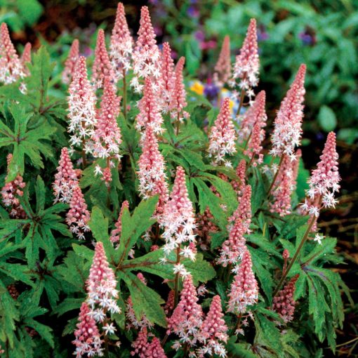 Flerårige blomsterfrø til udplantning - Lyserød 100 stk