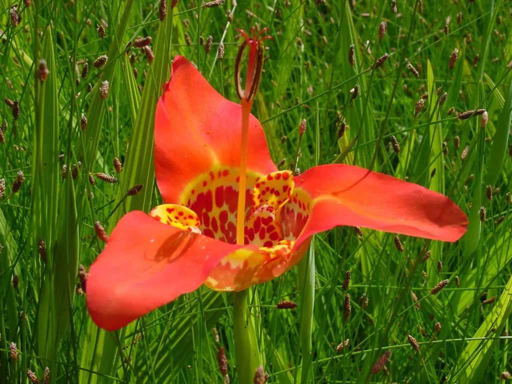 Røde Tigridia Pavonia blomsterfrø til udplantning, 100 stk