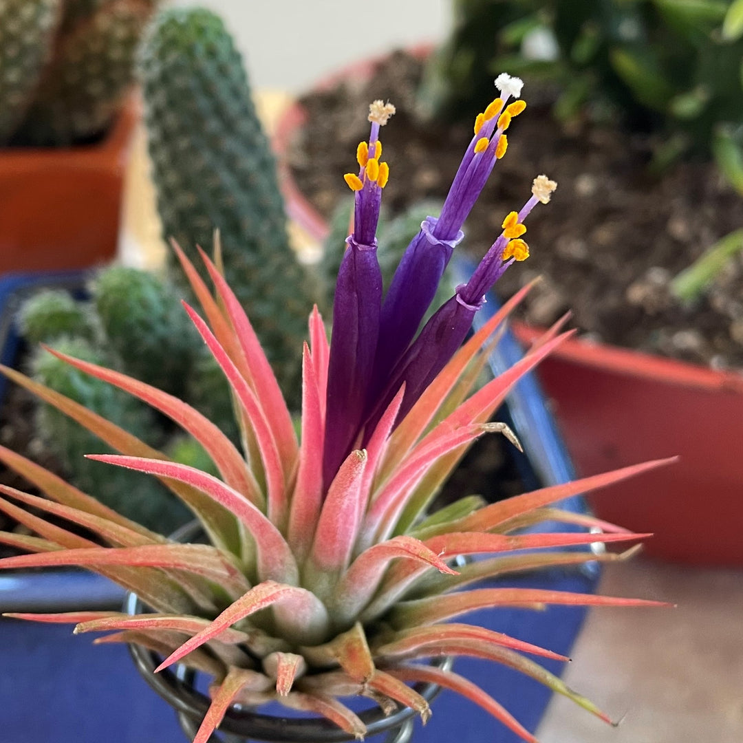 Heirloom Non-GMO Tillandsia Ionantha Plant Seeds – Air Plant Variety for Unique Garden Decor