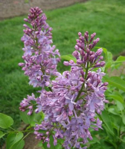 Lavender Lady Lilac Flower Seeds for Planting – Non-GMO, Heirloom, High Germination Organic Garden Seeds