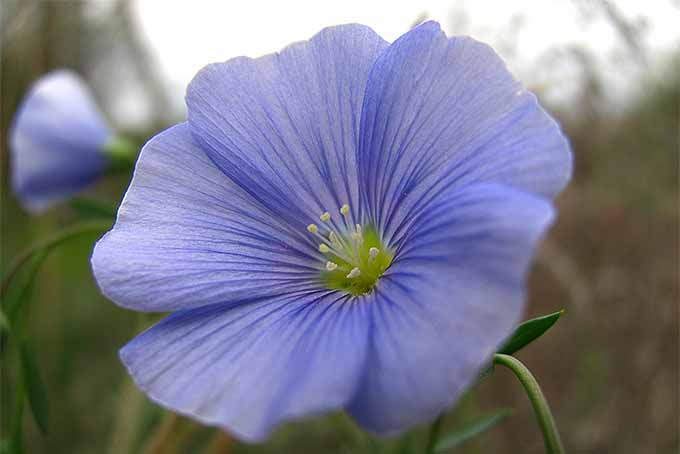 blue flax flower seeds