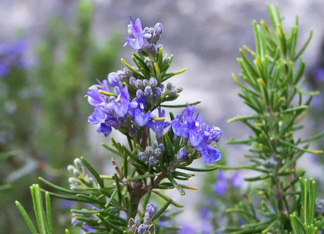 Tuscan Blue  Rosemary (Upright Rosemary Varieties) Seeds – Hardy & Aromatic