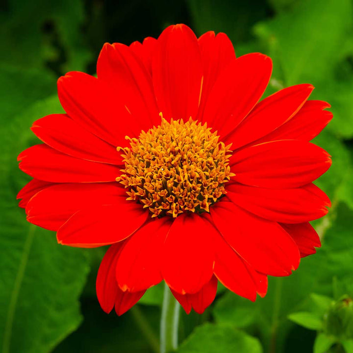 Heirloom Non-GMO Menzies Burnet Flower Seeds for Planting – Hardy Pollinator Blooms