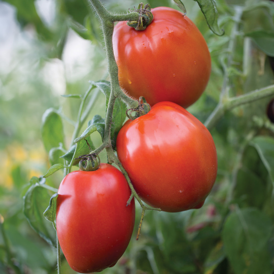 Big Mama F1 Tomato Seeds for Planting – Heirloom, Non-GMO, High Germination Organic Garden Seeds