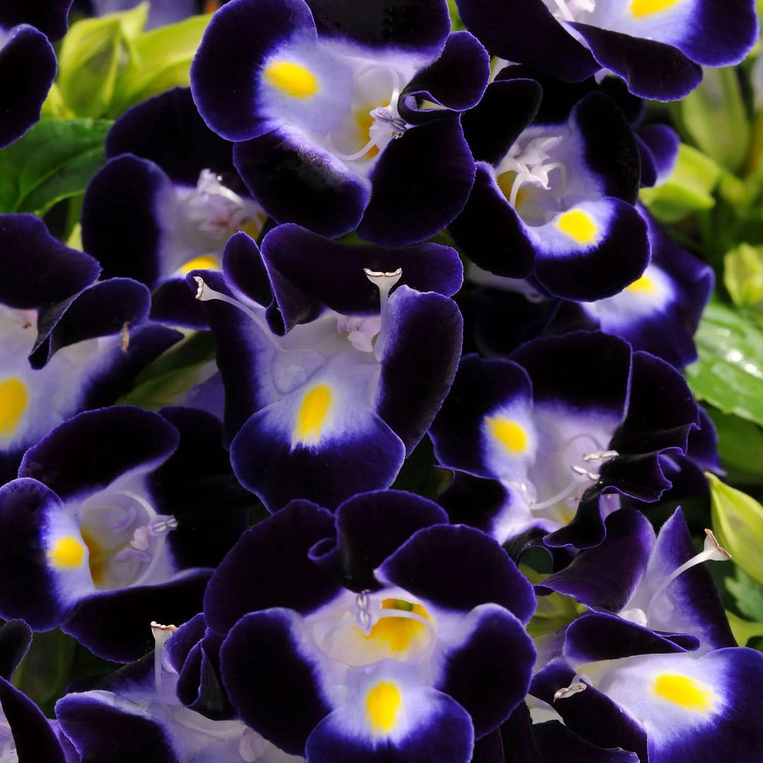 torenia kauai flower seeds