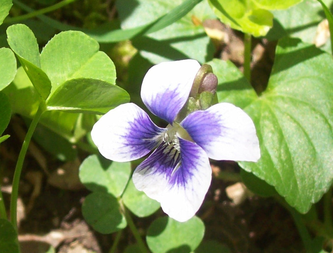white purple flower seeds