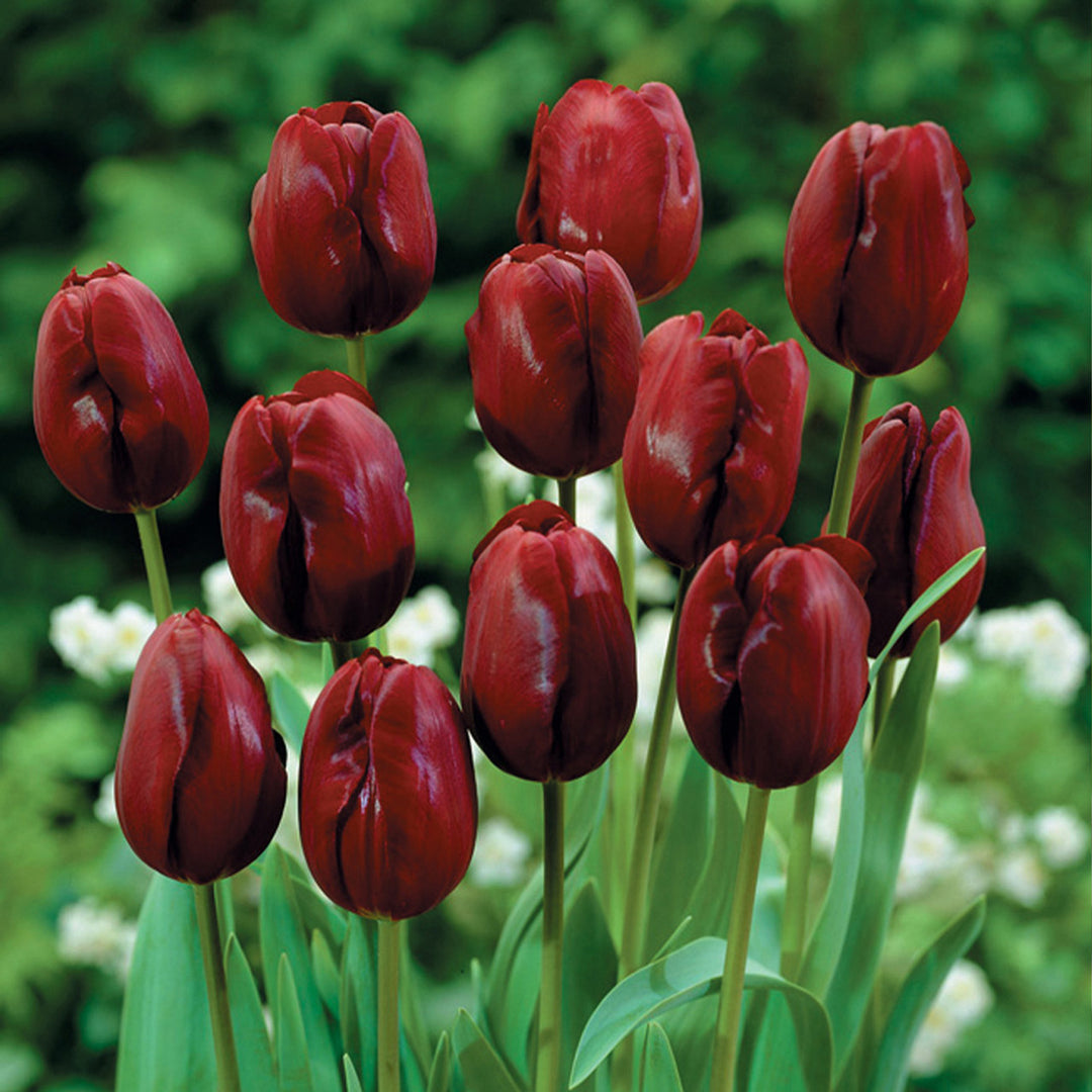 Maroon Tulip Flower Seeds for Planting – Vibrant Heirloom Non-GMO Garden Seeds, High Germination