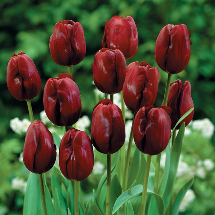 Maroon Tulip Flower Seeds for Planting – Vibrant Heirloom Non-GMO Garden Seeds, High Germination